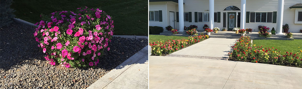 boise color program flowers